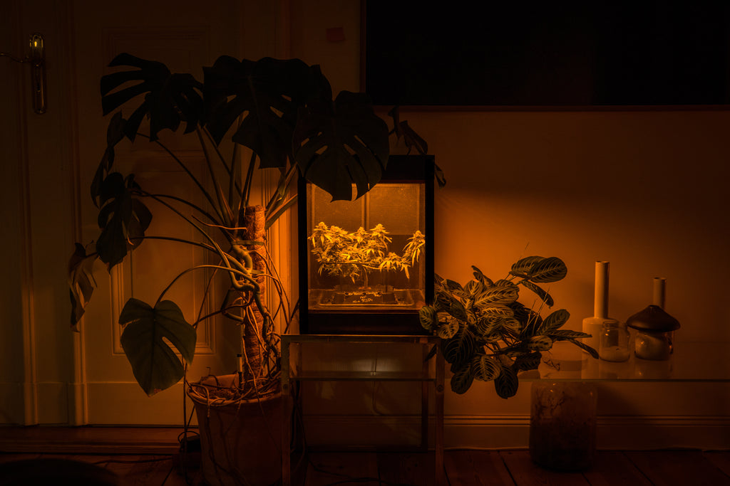 Glowbox