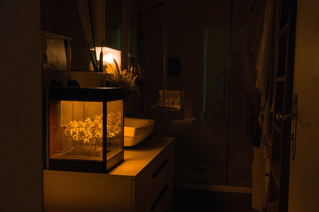 Glowbox