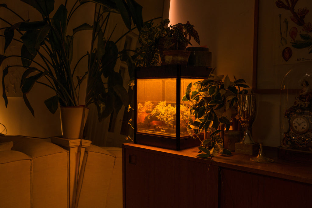 Glowbox