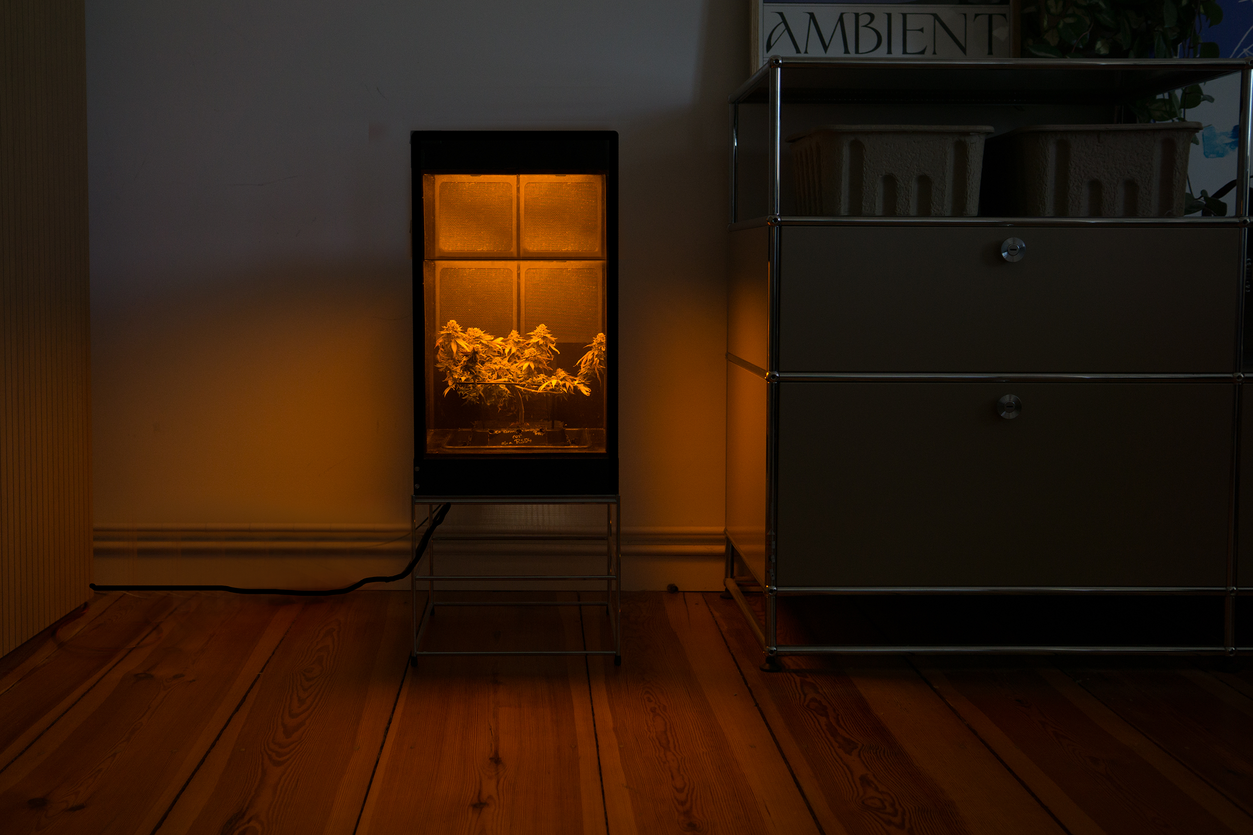 Vorbestellung: Glowbox (High)