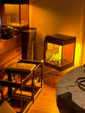 Glowbox - Founders Edition (4 Stück)